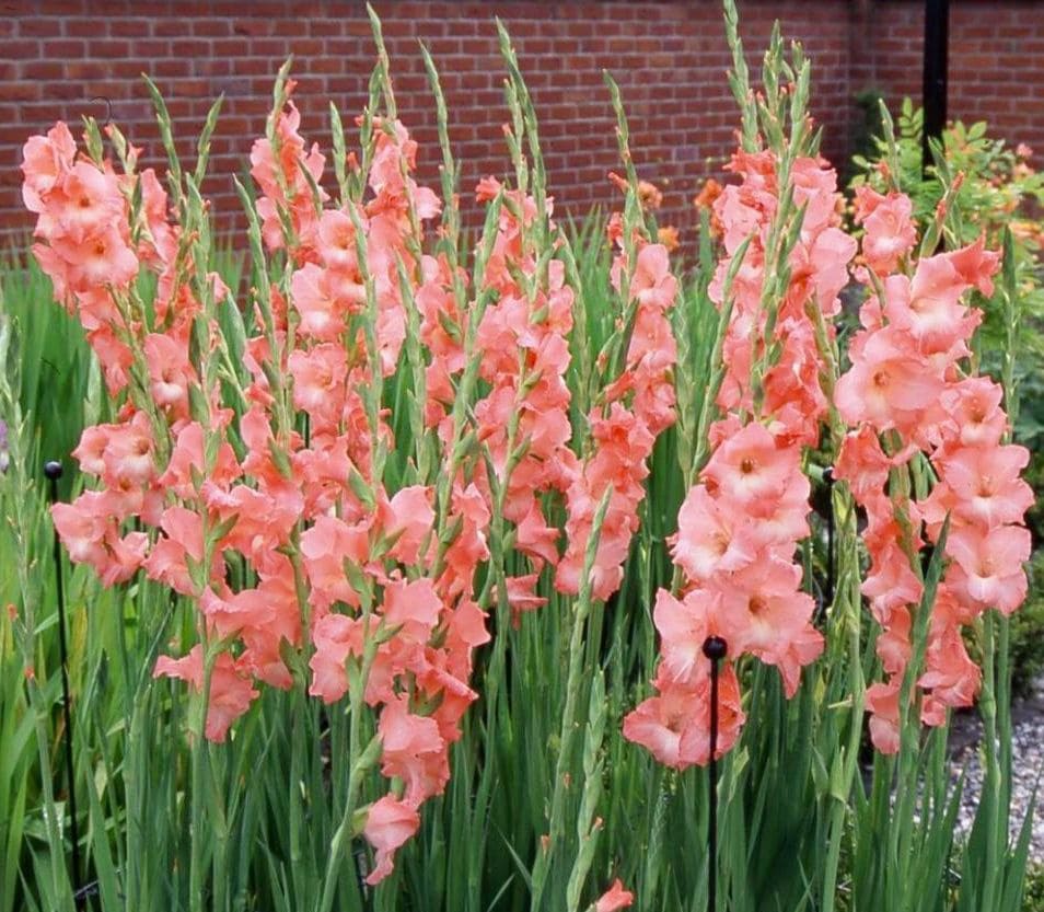 Des images de diff�rentes plantes